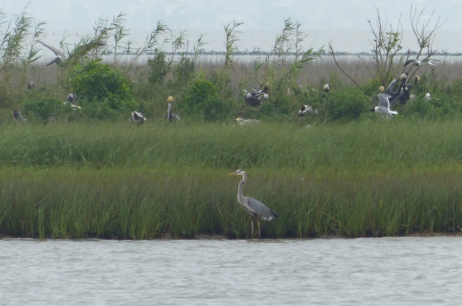 Great Blue Heron